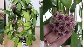 Крупные хойи🌿🦒🐘 в моей коллекции 💚Archboldiana, Pubicalyx silver pink, Meliflua, Fraterna.