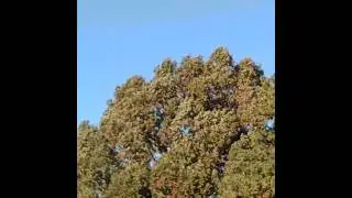 Halloween windstorm, winds did get up to 55mph