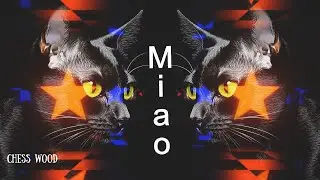 🎵 ChessWood - Miao  - New single (Funny Italian song) 🎵