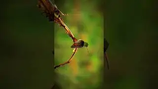 #birds #birdslover #birds_captures #birdsphotography #birdsplanet #photography #shorts #reels #india