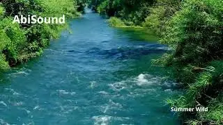 🎵 AbiSound | Summer Wild  🎵