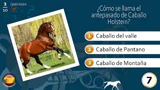 Caballo Holstein, el quiz del caballo, Razas de caballos