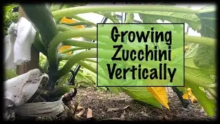 Growing Zucchini Vertically
