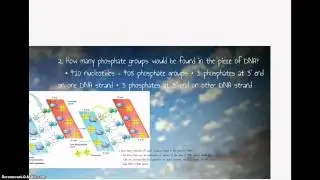 DNA Structure and Replication Part 2
