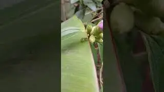 A green and black striped jumping spider 🕷️ waits for insects as its prey on a green banana leaf.