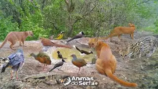 CONSTRUI UM BEBEDOURO DE CIMENTO EM UMA ÁREA SECA PARA OS ANIMAIS
