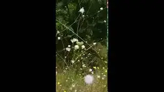 שלמון יפואי Головчатка