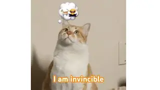 Pawsitive Vibes Only 🐾