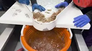 Coonstripe Shrimp Fishing