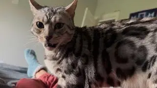 BIG MEOWS from a BIG FRIENDLY kitty!