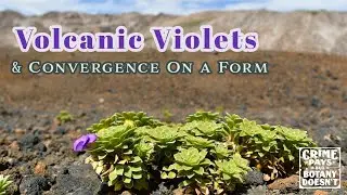 Kick Me in the  Rosulate Violets - High Alpine convergence on a form