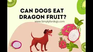 Can Dogs Eat Dragon Fruit?