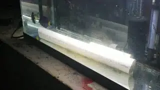 NEW FISH PURPLE TANG, MIMIC LEMON PEEL TANG IN QUARANTINE