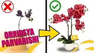 Orxideya parvarishi  |Орхидея Фаленопсис|