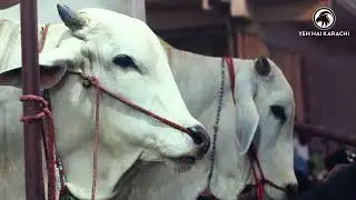JDC qurbani barae mustahekeen 2022 ( SIBI MELA WINNER )