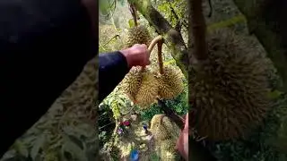 Smart technique how to work together to harvest durian faster #shorts