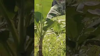 Banana mini plantation (Lacatan)
