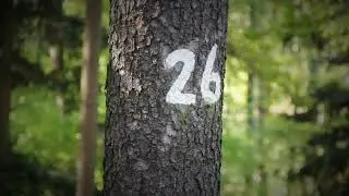 Lesní graffiti - video z předmětu VideoEd