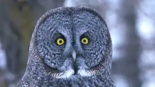 El Silencioso Cazador: Gran B&uacute;ho Gris Atrapa a su Presa