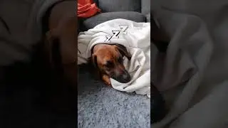 Maverick the Ridgeback feels sorry about poor weather💤. #shorts #rhodesianridgeback