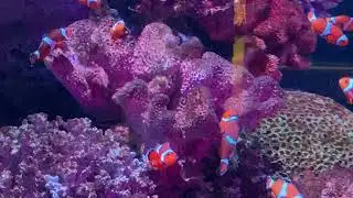 Bangkok - Bright orange clownfish at SEA Life aquarium in Bangkok #bangkok #thailand #aquarium 