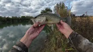 Jesenska &scaron;tuka i basevi-napadi na povr&scaron;ini/Autmn pike and bass-topwater blowups