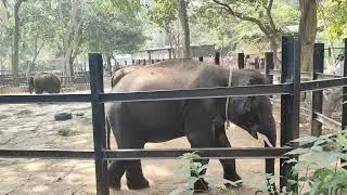 Bannerghatta Zoo 😜