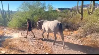 Modern Mustang Training: Liberty Walking - A Great Test of Connection!