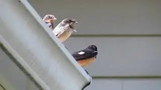 Barn Swallows Fledging ~ 072020
