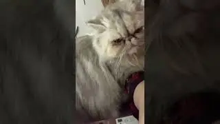 Faith will keep you going #muftimenk #catsofyoutube #whatsappstatus