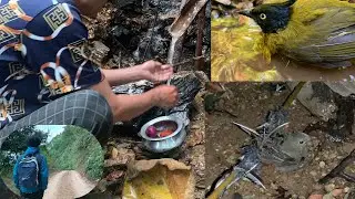 Mini Vlog |Traditional Bird Catching(Part 2)#villagelife #villagevlog #RootsofMahaiyo #vlog #nature 
