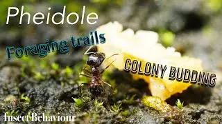 Pheidole ants - colony budding and foraging | Insect Behaviour