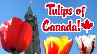 Tulips of Canada - A Festival of Canadian Tulips - I have a... Tulip Crush!