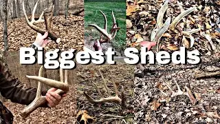 Big Shed Antlers: Compilation Big Woods Southern Ohio