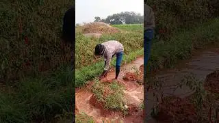 🌱 Village Farmer Hard Work | Agriculture Shorts #Farmer #VillageLife #Agriculture #NatureShorts #🌾🙏🙏