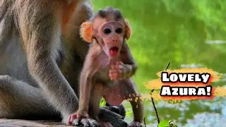 Adorable Azura Is Super Active and Playing Nonstop 🐒💞,@monkeyscorner