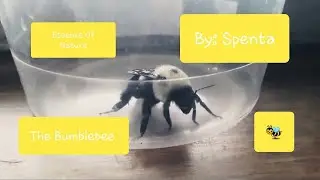 The Bumblebee | Essence Of Nature | Spenta | Nature Lover | Pollinators | Cultivator Spenta