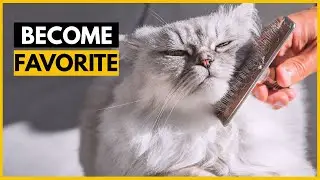 How Persian Cats Choose Their Favorite Person