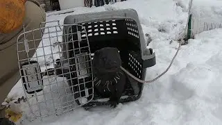 Mink Training: Return to Crate