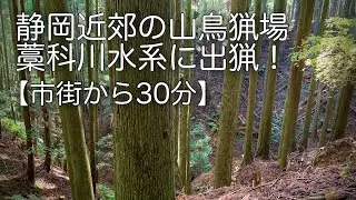 【狩猟】静岡近郊の山鳥猟・意外に山鳥は居る！イングリッシュポインター・フランスブルトン2頭立て！
