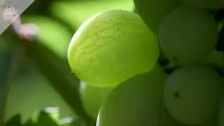 Cà dei Frati