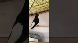 Beautiful Black Pigeon with White Tail | Indoor Aviary Showcase