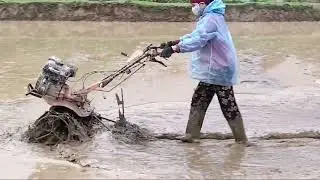 Harrowing the rice field to prepare for sowing the winter - spring crop - life in the highlands.