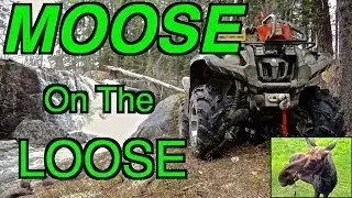 Yamaha Grizzly встречает лося на свободе! &mdash; 19 мая 2014 г.