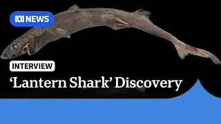 Glowing &lsquo;lantern shark&rsquo; species discovered off Australian coast | ABC NEWS