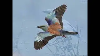Rollier d'Europe - European Roller - Coracias Garrulus