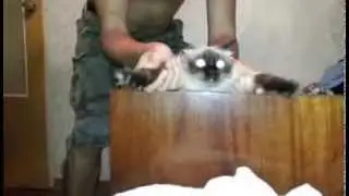 Зомби-кошка