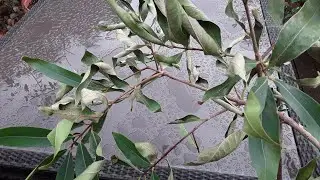 Rose apple ( Syzygium Jambos ), I was careless with watering 🤪 ( unless the problem is thrips ) 🤔🤔