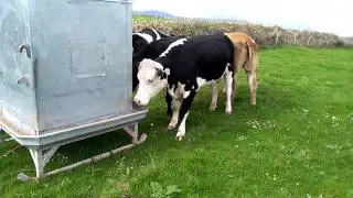 Automatic cattle feeder Ireland