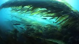 Primary Ocean Kelp Forest